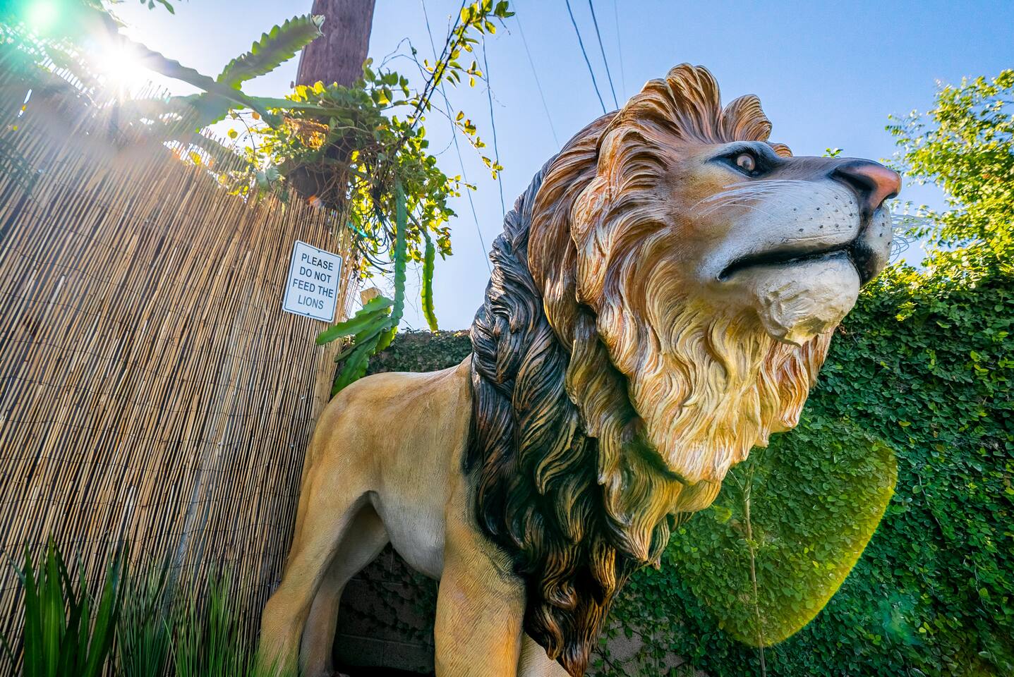 The king of the jungle!
