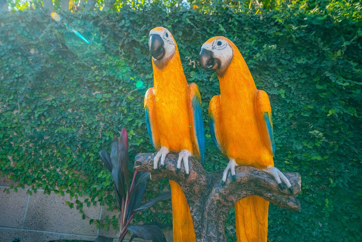 Twin parrots!