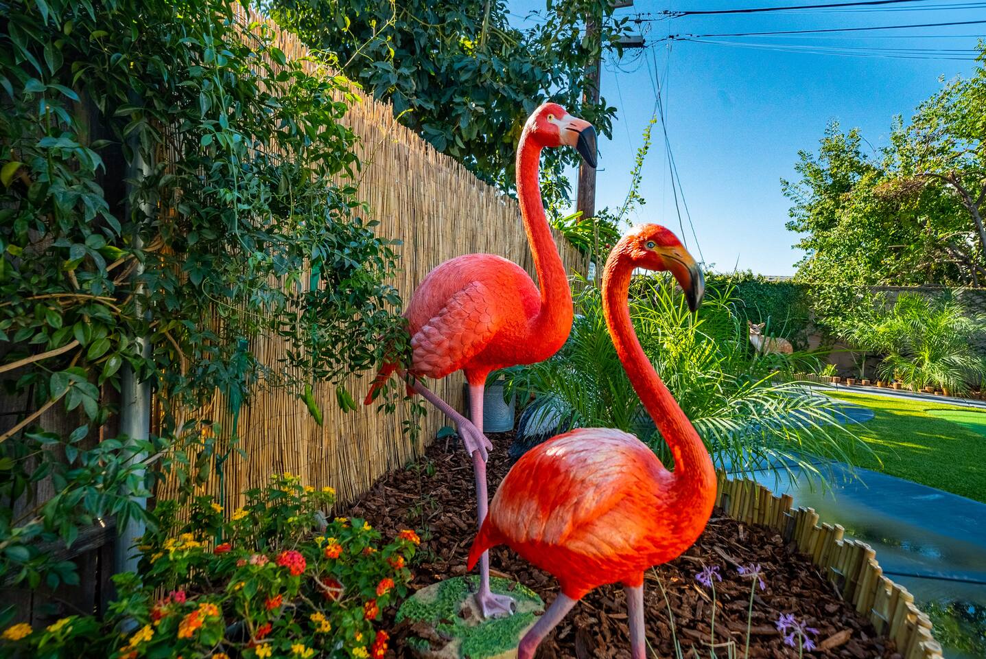 Flamingos!